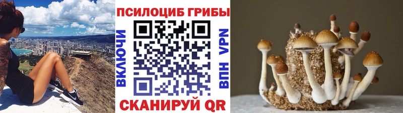 Псилоцибиновые грибы Cubensis Дербент